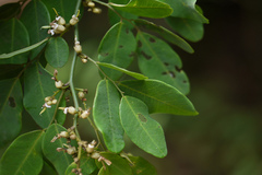 Dalbergia rubiginosa